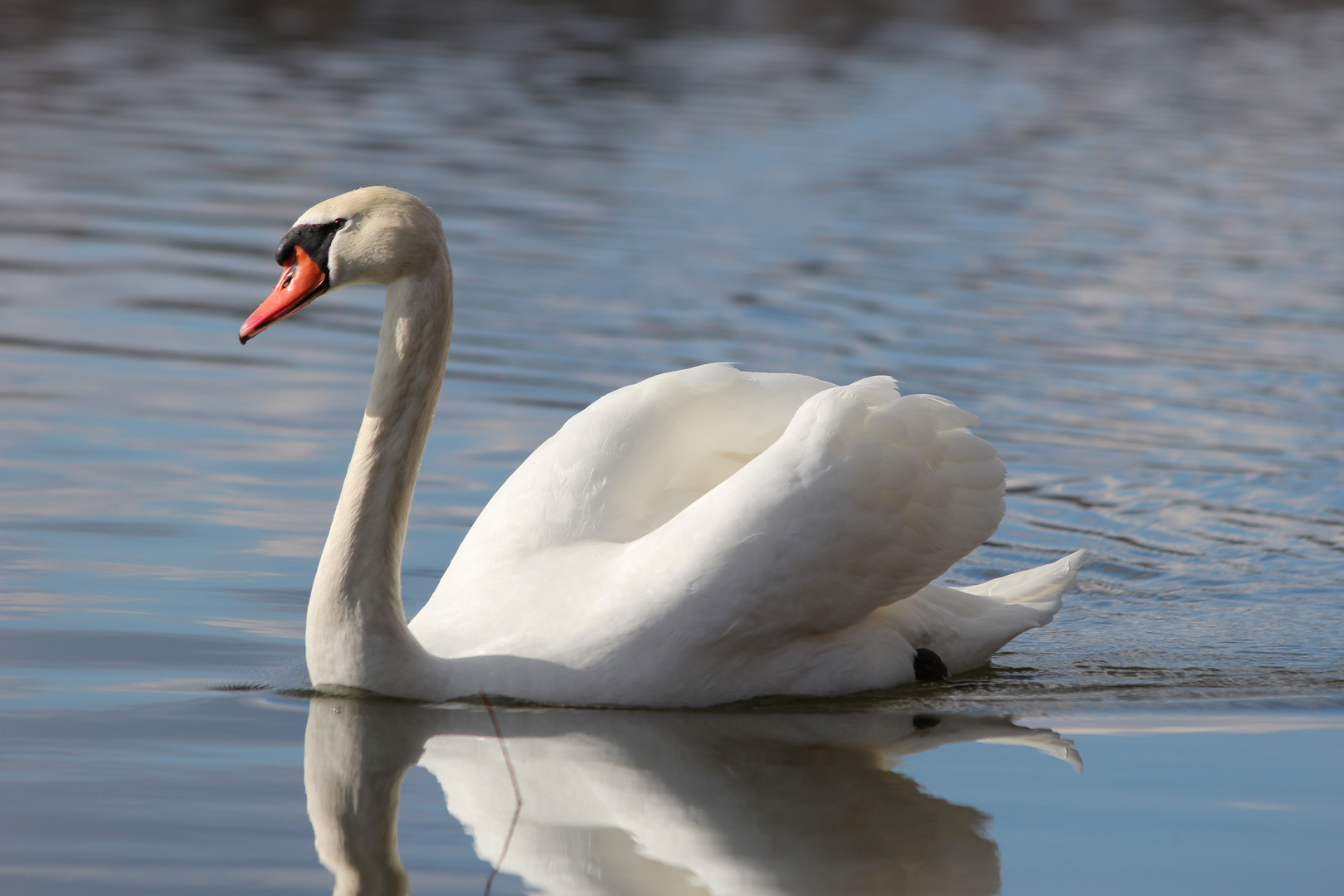 le cigne