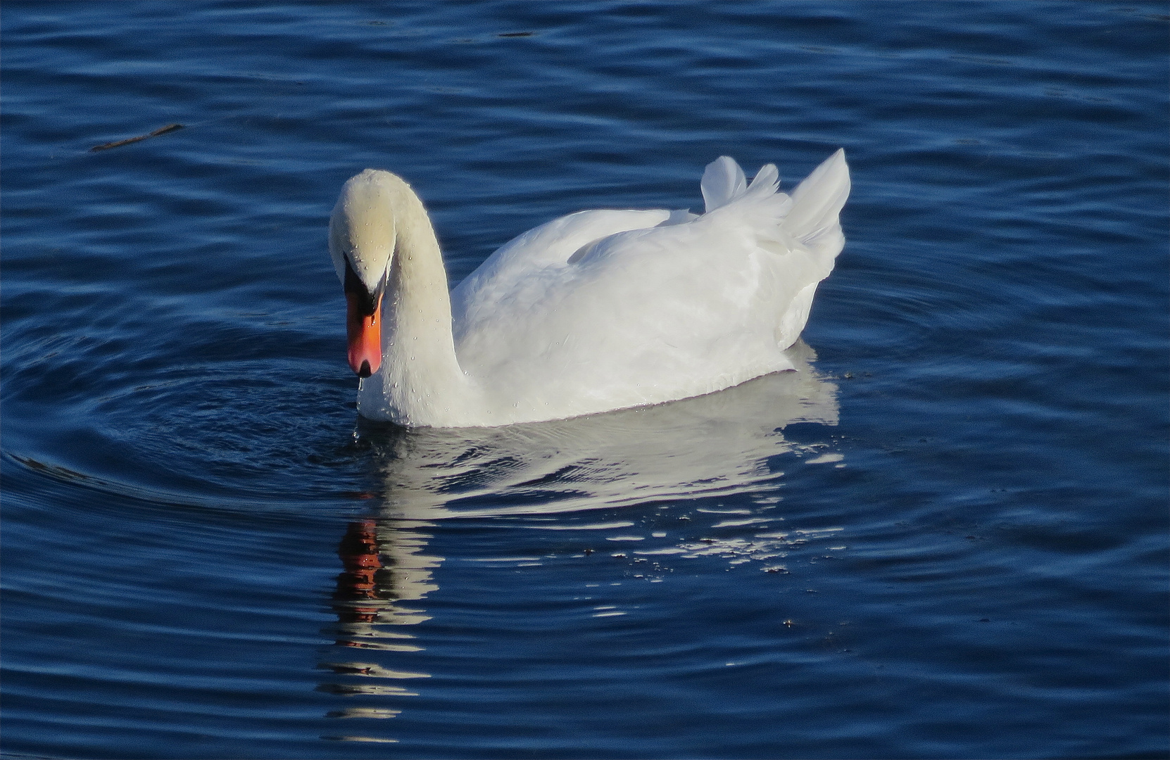 ... le cigne !!!...