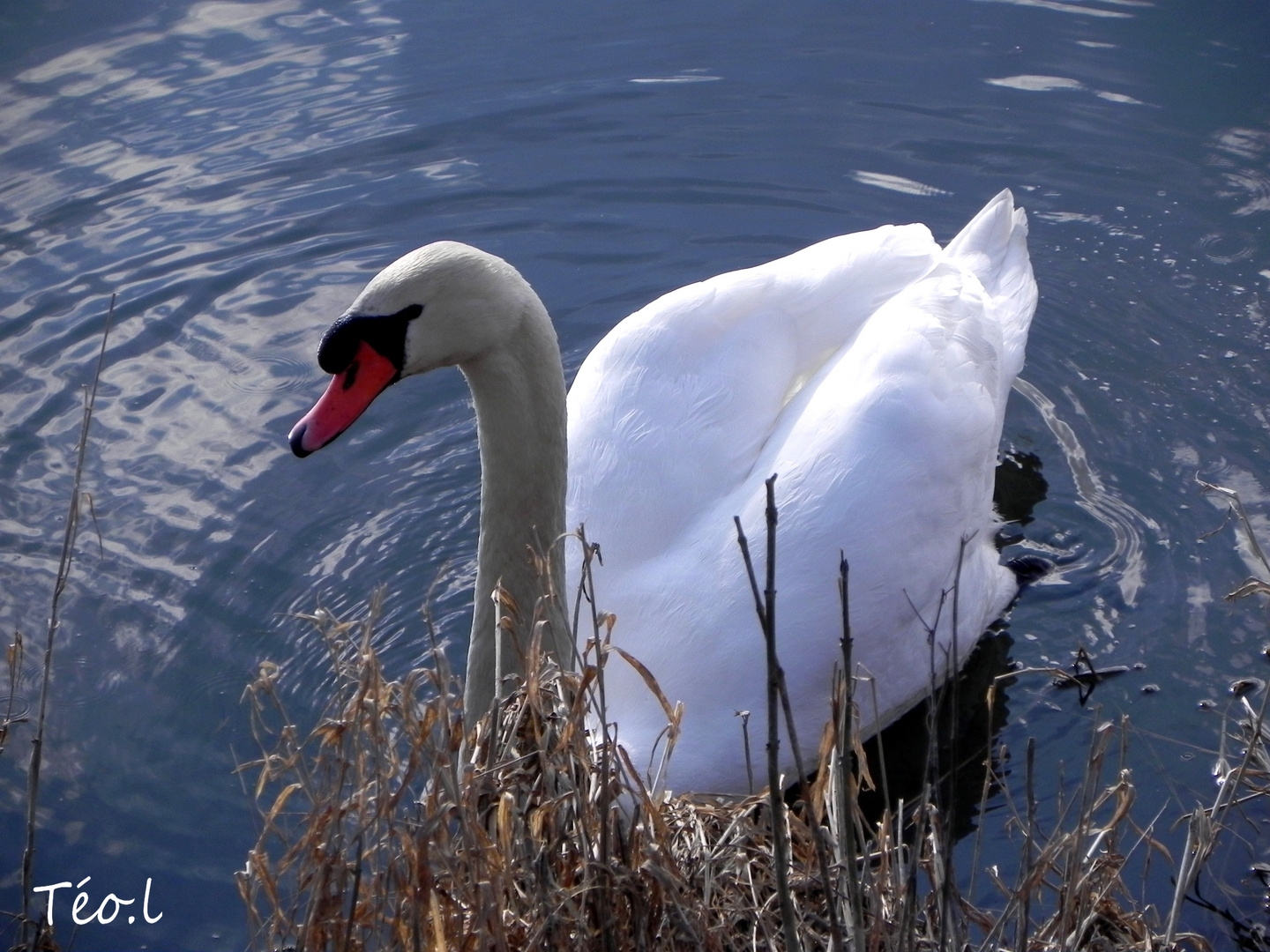 Le Cigne