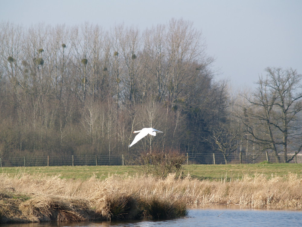 le cigne la suite