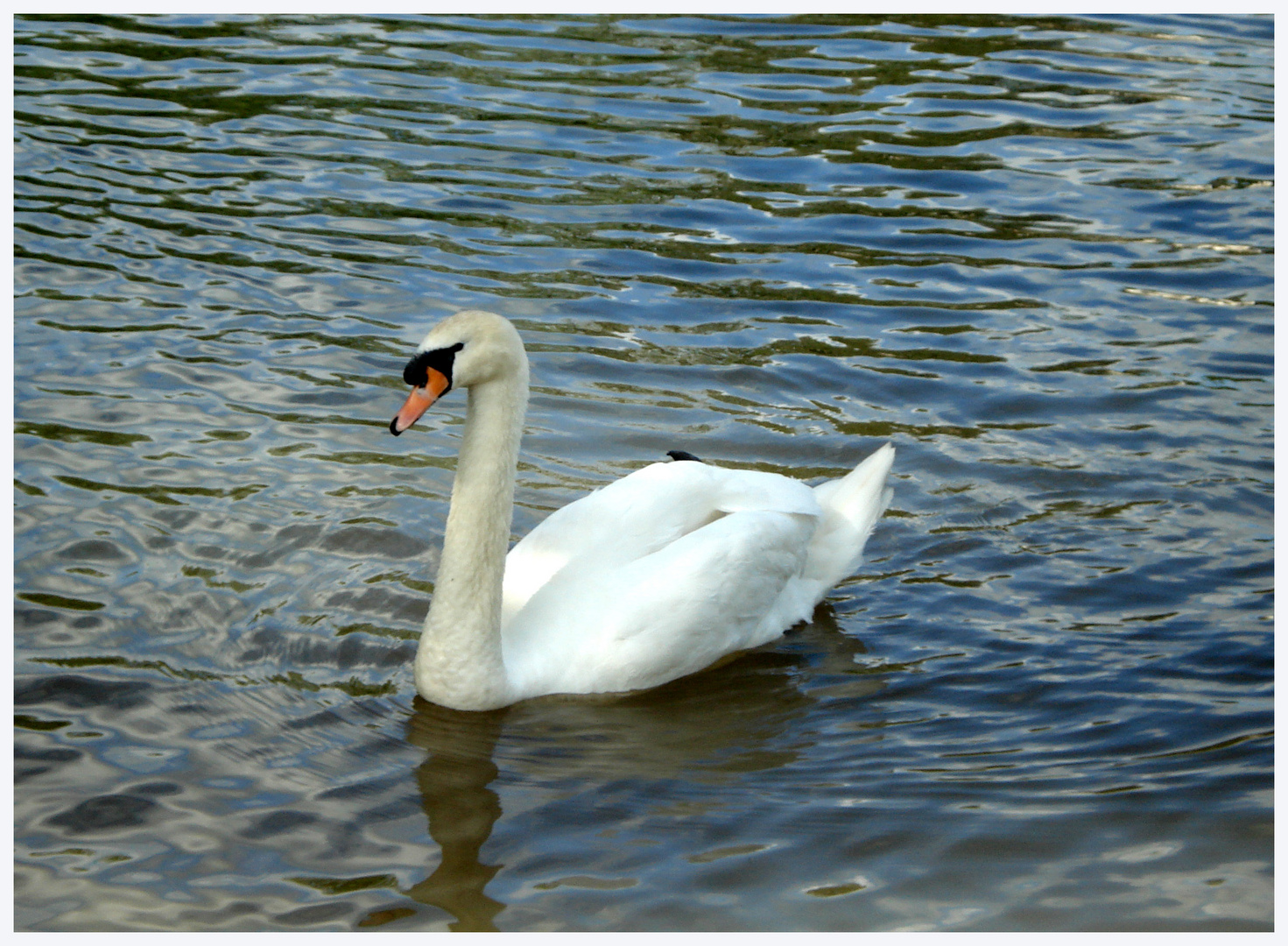 le cigne sur l'Yonne