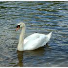 le cigne sur l'Yonne