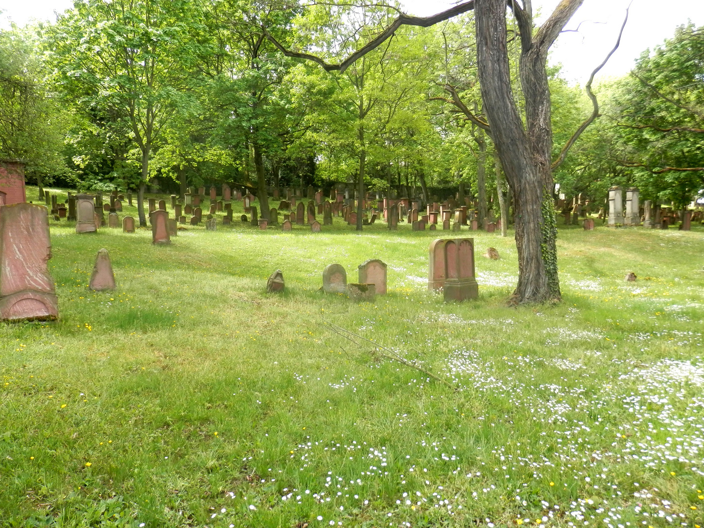 Le cimetière juif de Mayence (3)