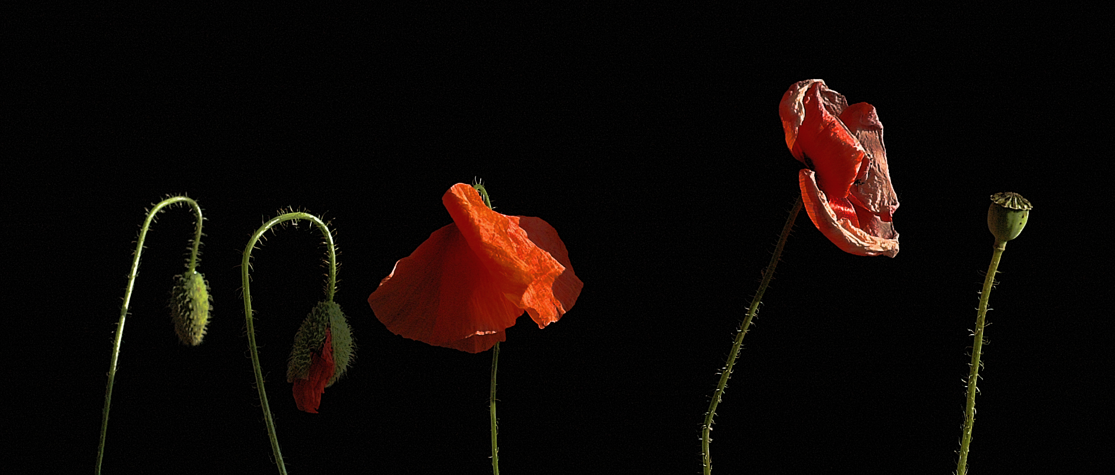 LE CINQUE ETA' DEL PAPAVERO