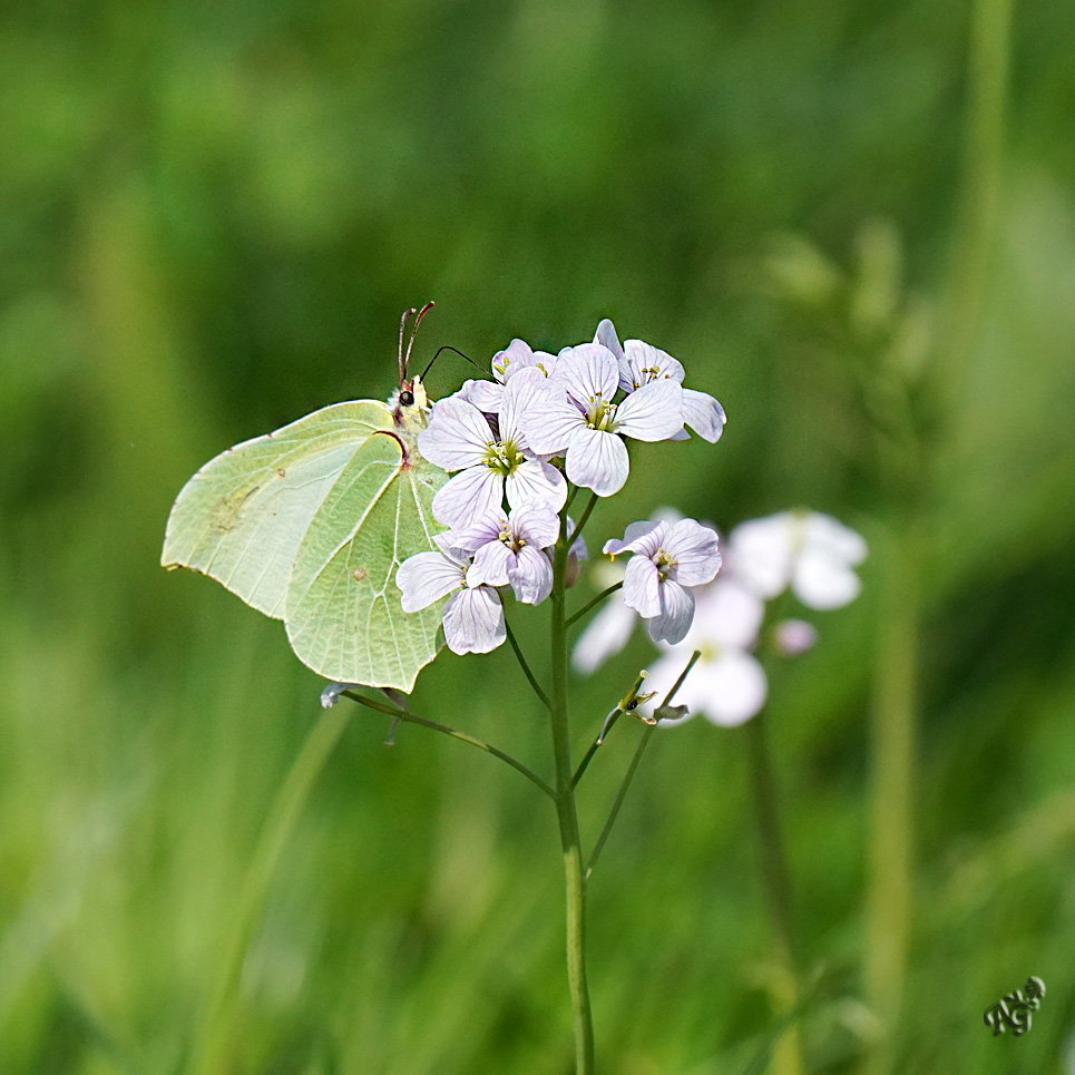 le citron sur la cardamine...