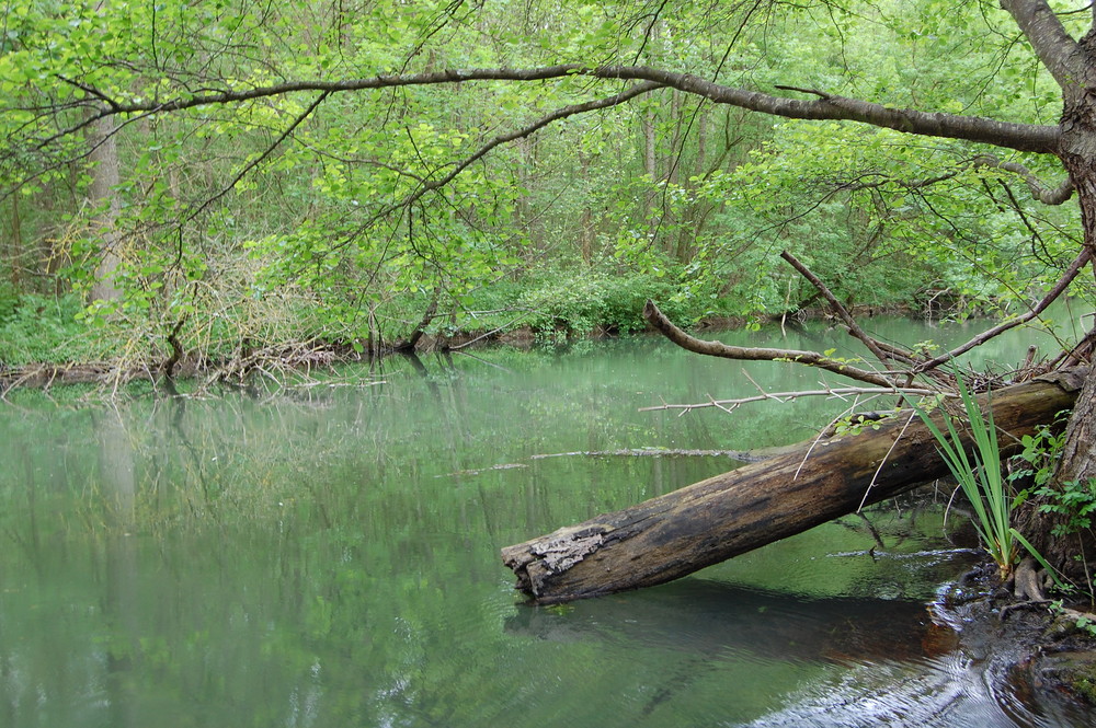 Le Clain en vert