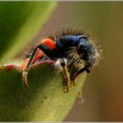 le clairon des abeilles