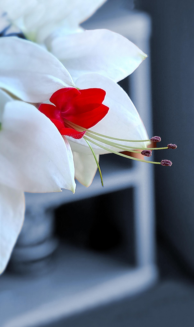 Le Clérodendron  se met en mode beauté