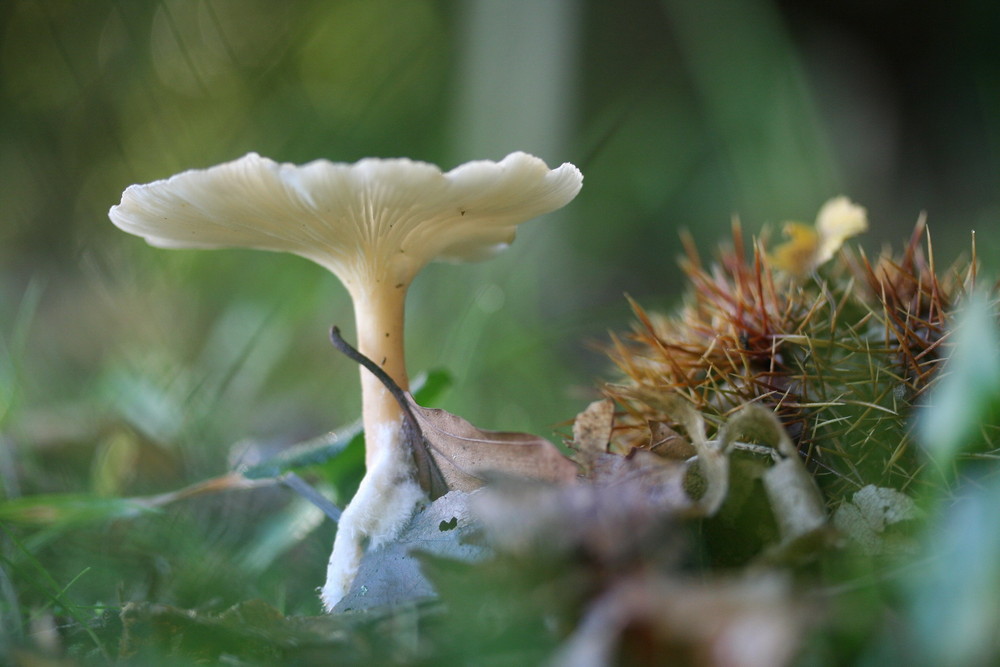 Le Clitocybe