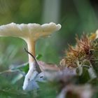 Le Clitocybe