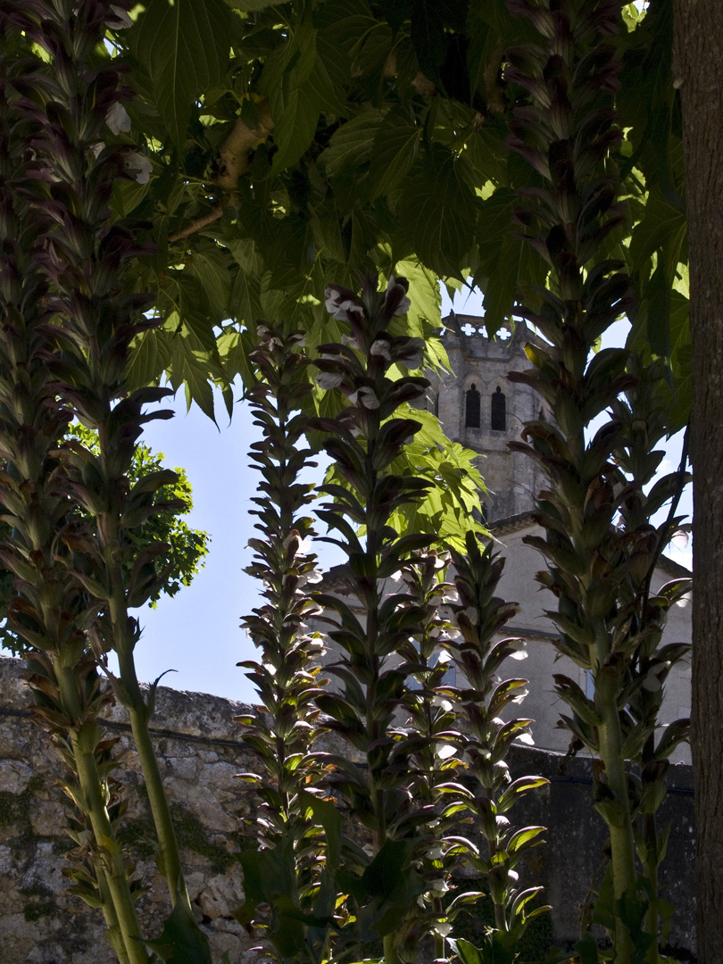 Le clocher de la Collégiale de La Romieu  --  Der Kirchturm der Stiftskirche von La Romieu