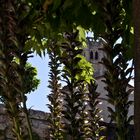 Le clocher de la Collégiale de La Romieu  --  Der Kirchturm der Stiftskirche von La Romieu