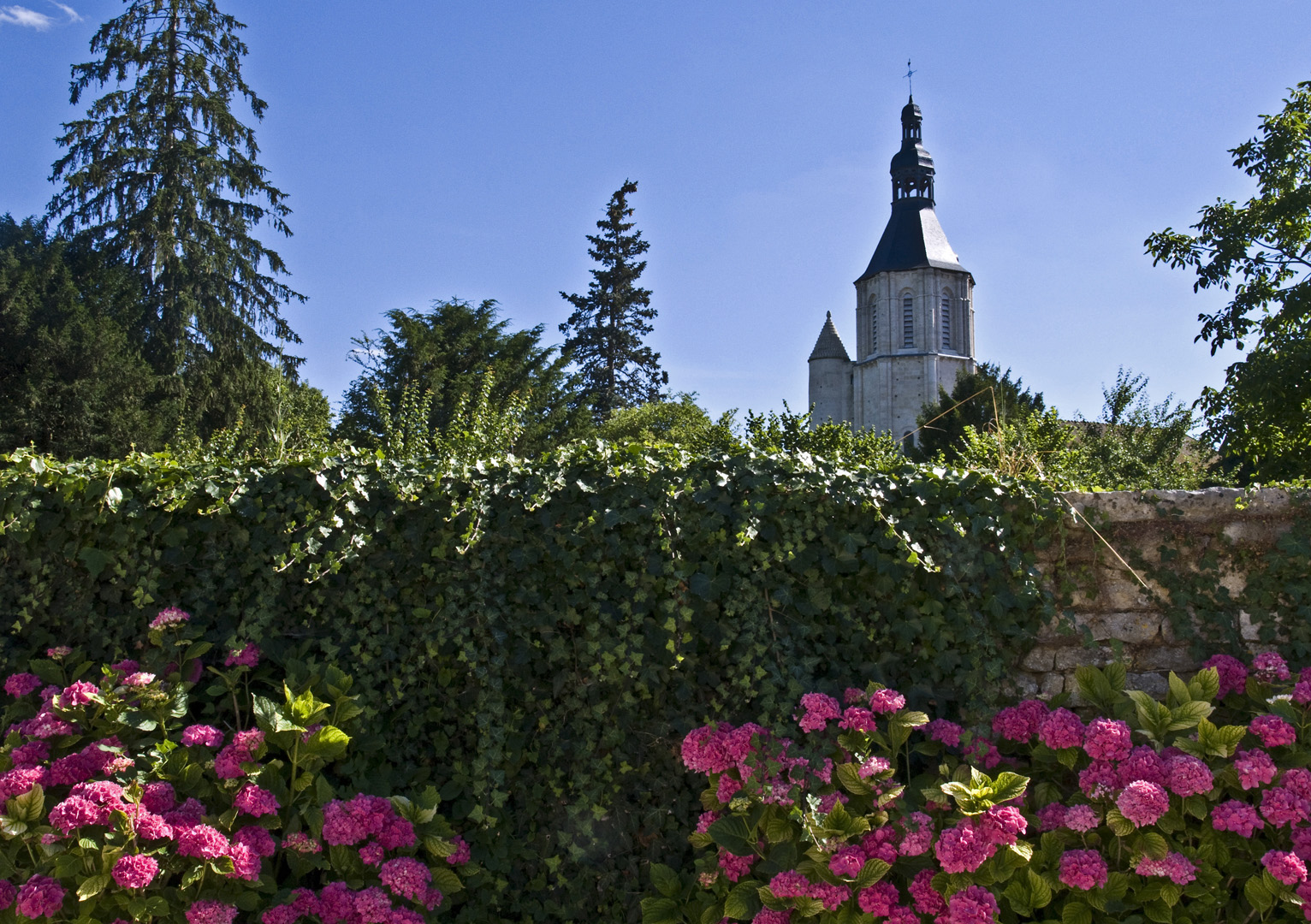 Le clocher de l’Eglise Saint-Nicolas (XIIème siècle) et les hortensias  --  Civray  