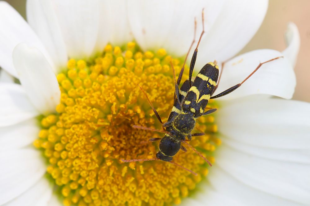 Le "Clyte du nerprun" Clytus rhamni 