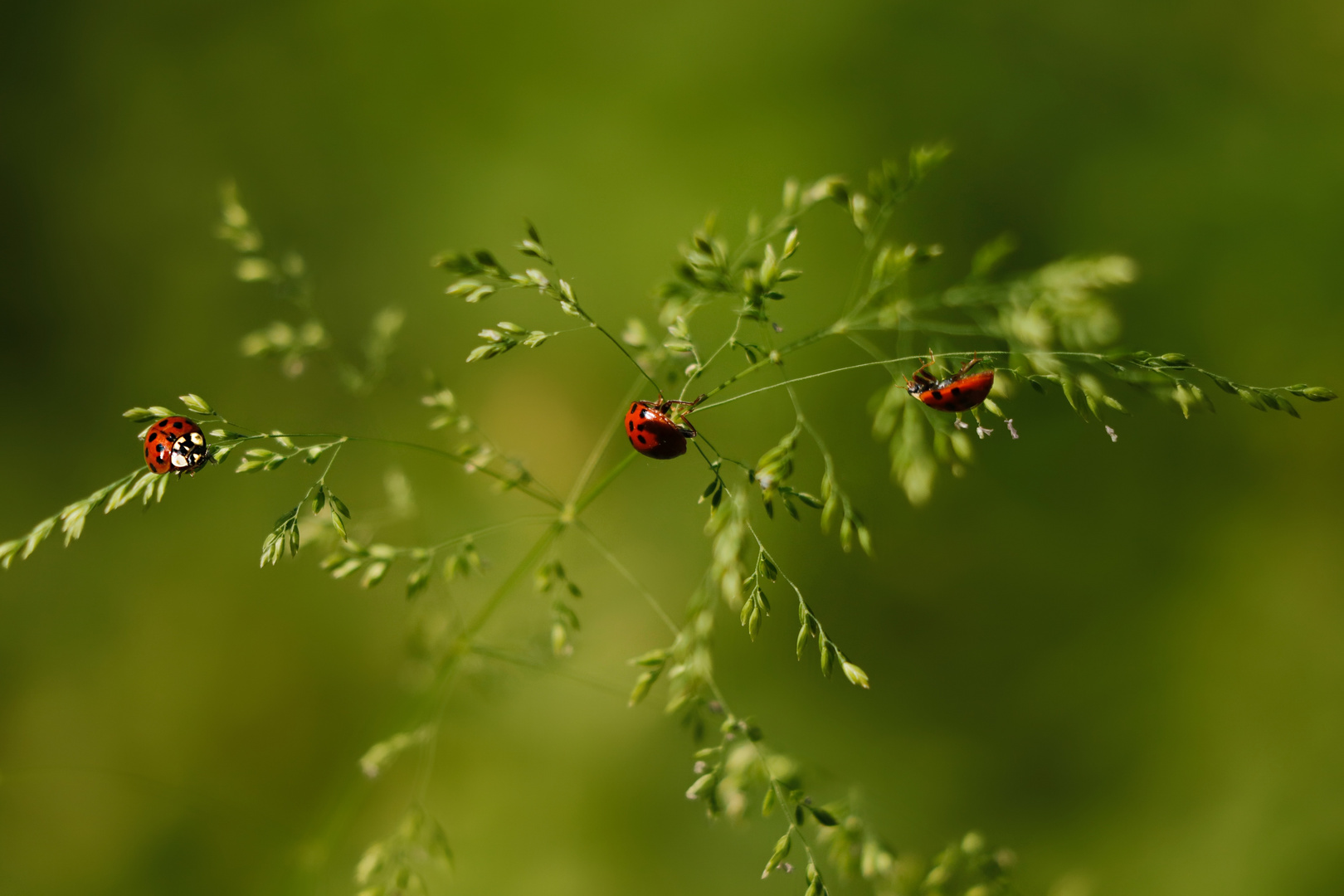 Le Coccinelle che portano fortuna!