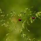 Le Coccinelle che portano fortuna!