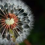 Le coeur criblé de flèches