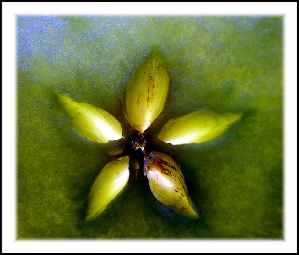 Le coeur de la pomme