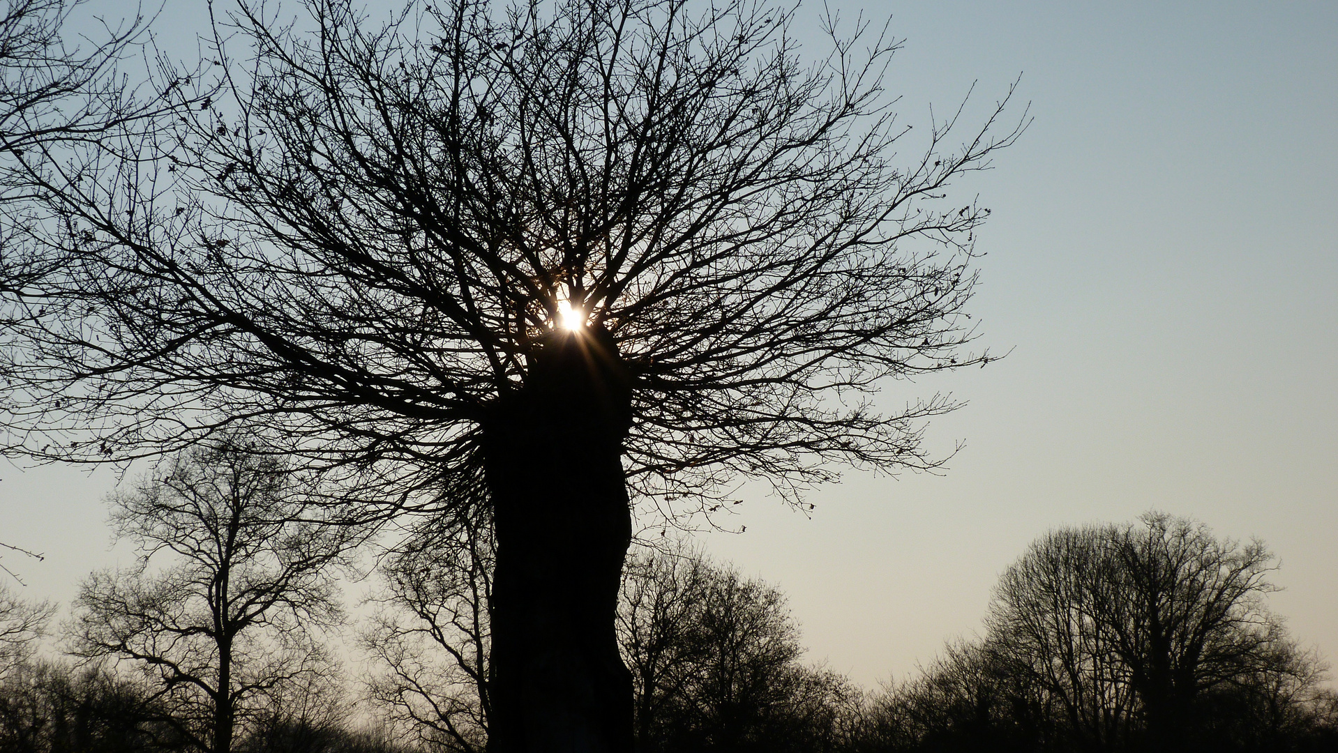 le coeur de l'arbre