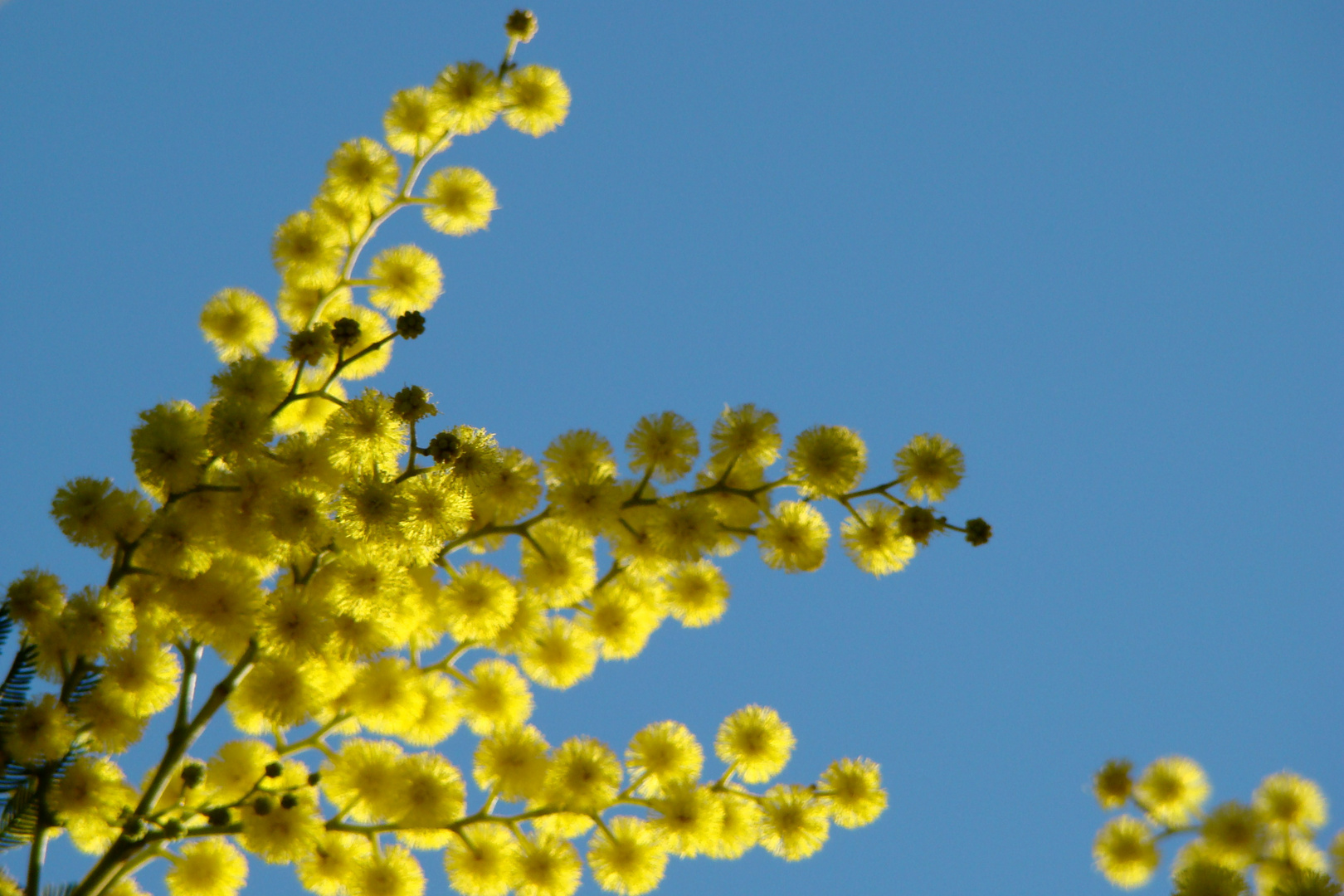 Le coeur des boules d'or