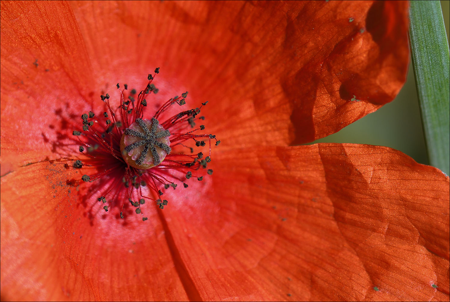 Le coeur du coquelicot