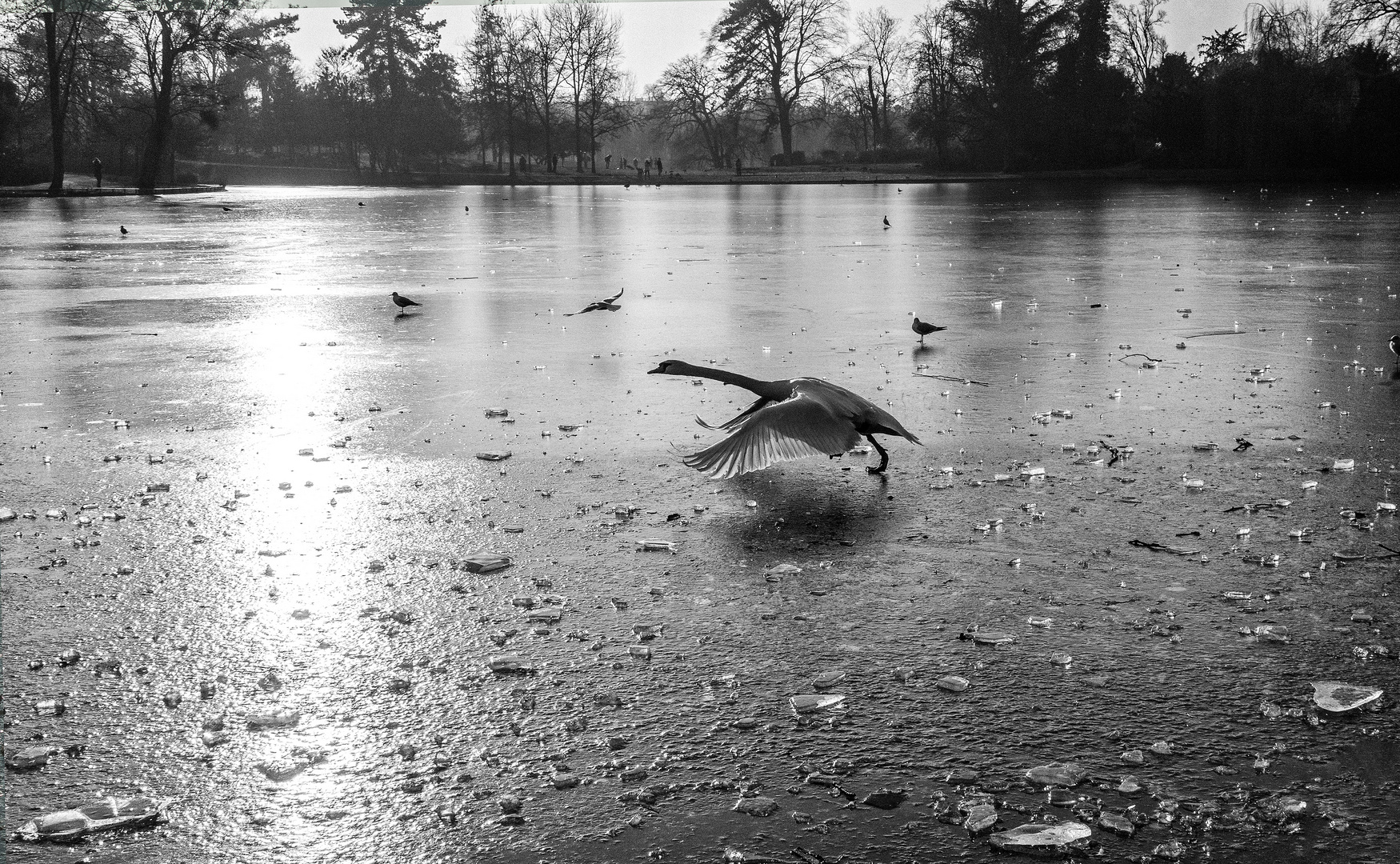 Le coeur du cygne 