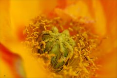 Le coeur d'un coquelicot