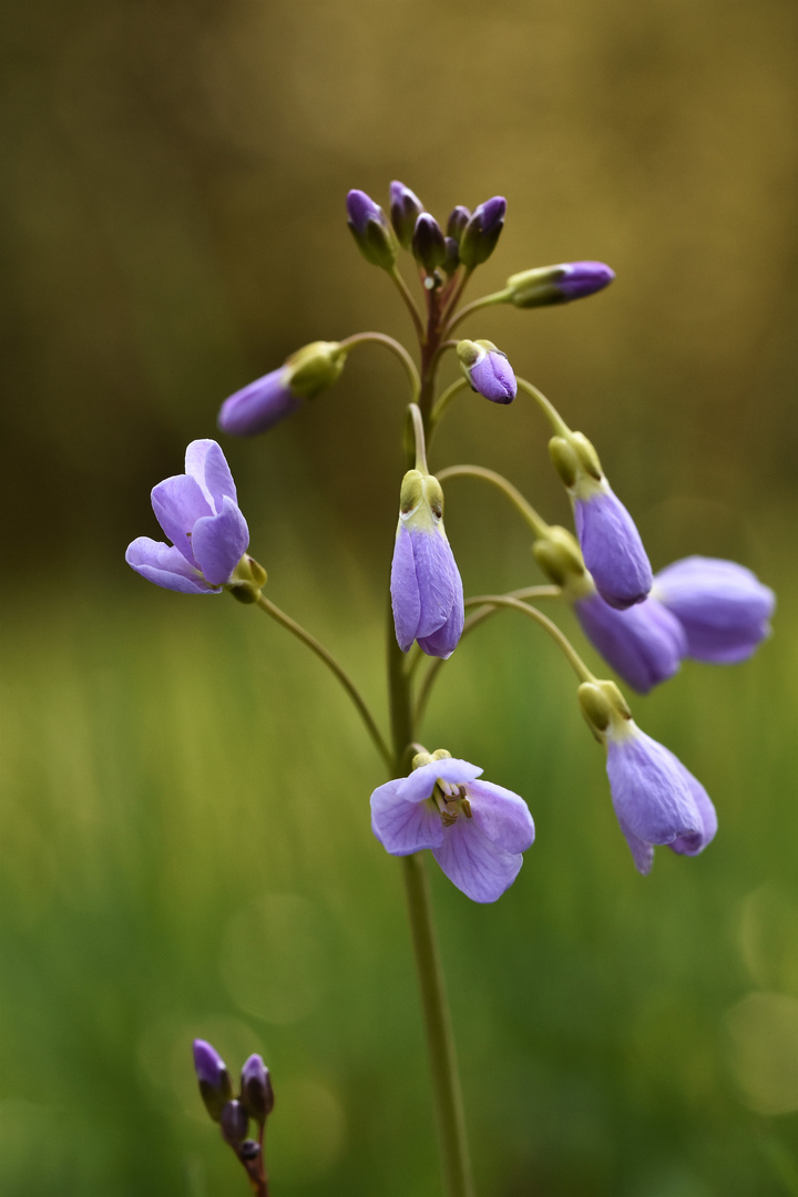 Le "coeur" d'une fleur / Das  "Herz " einer Blume