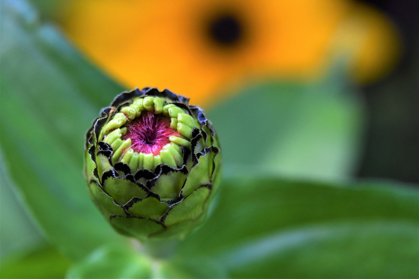 Le "coeur" d'une fleur / Das  "Herz " einer Blume