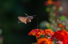 Le Colibri 