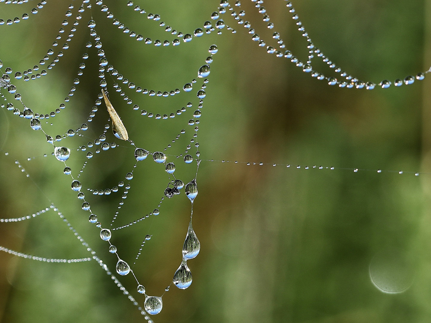 le collier !