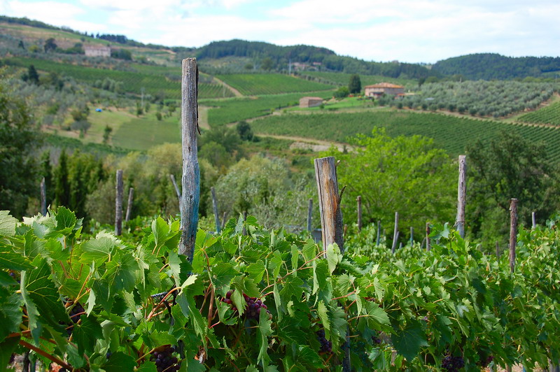 Le colline del Chianti