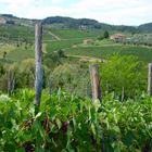 Le colline del Chianti