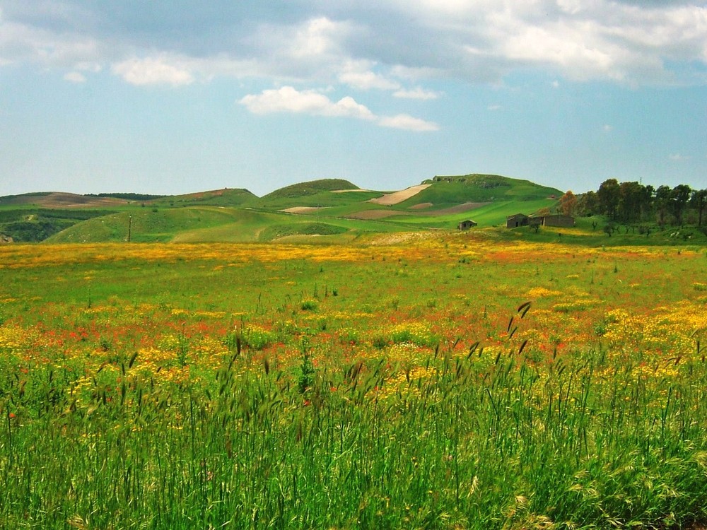 le colline sono in fiore.