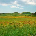 le colline sono in fiore.