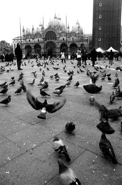 Le colombe di San Marco