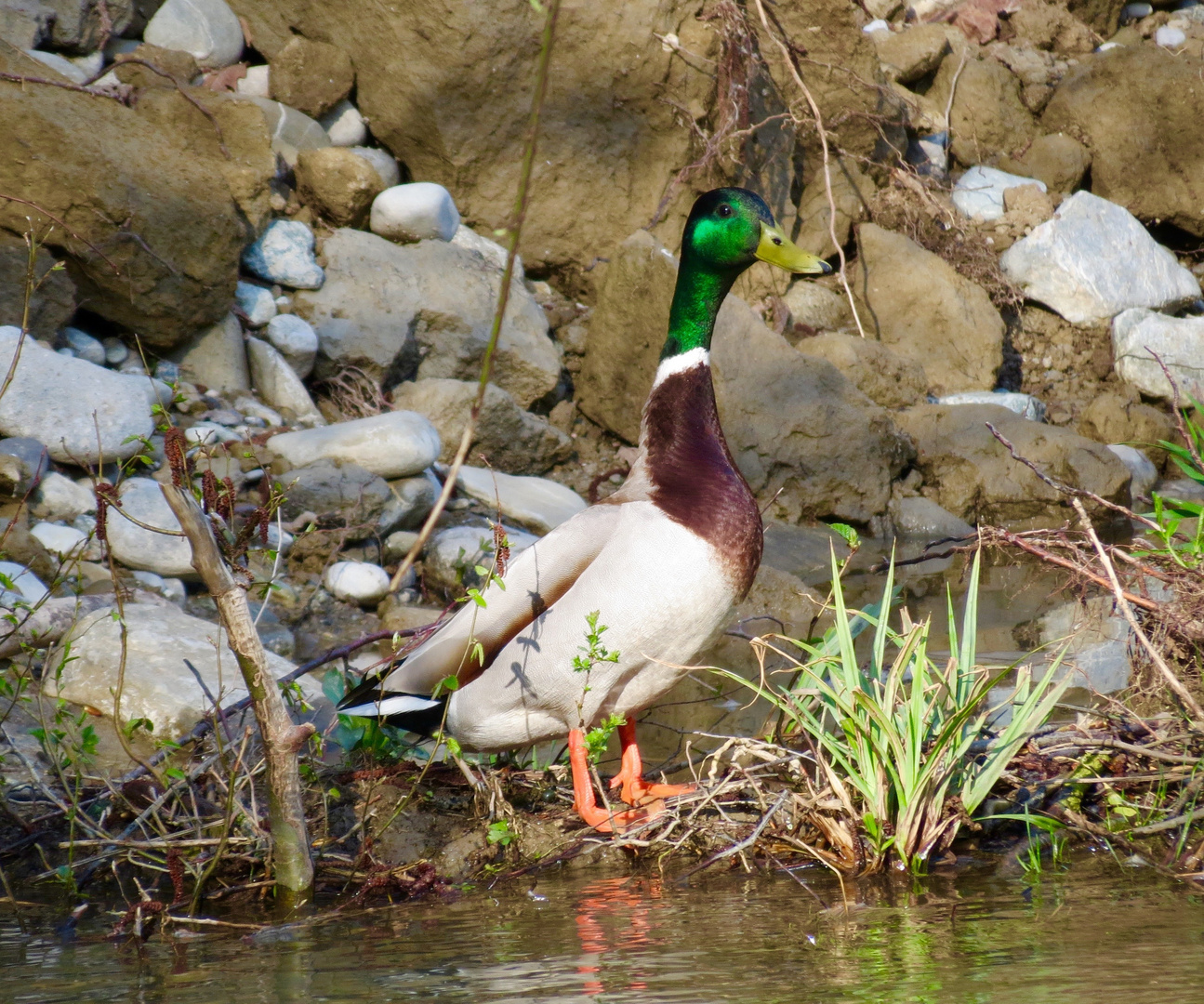 Le colvert