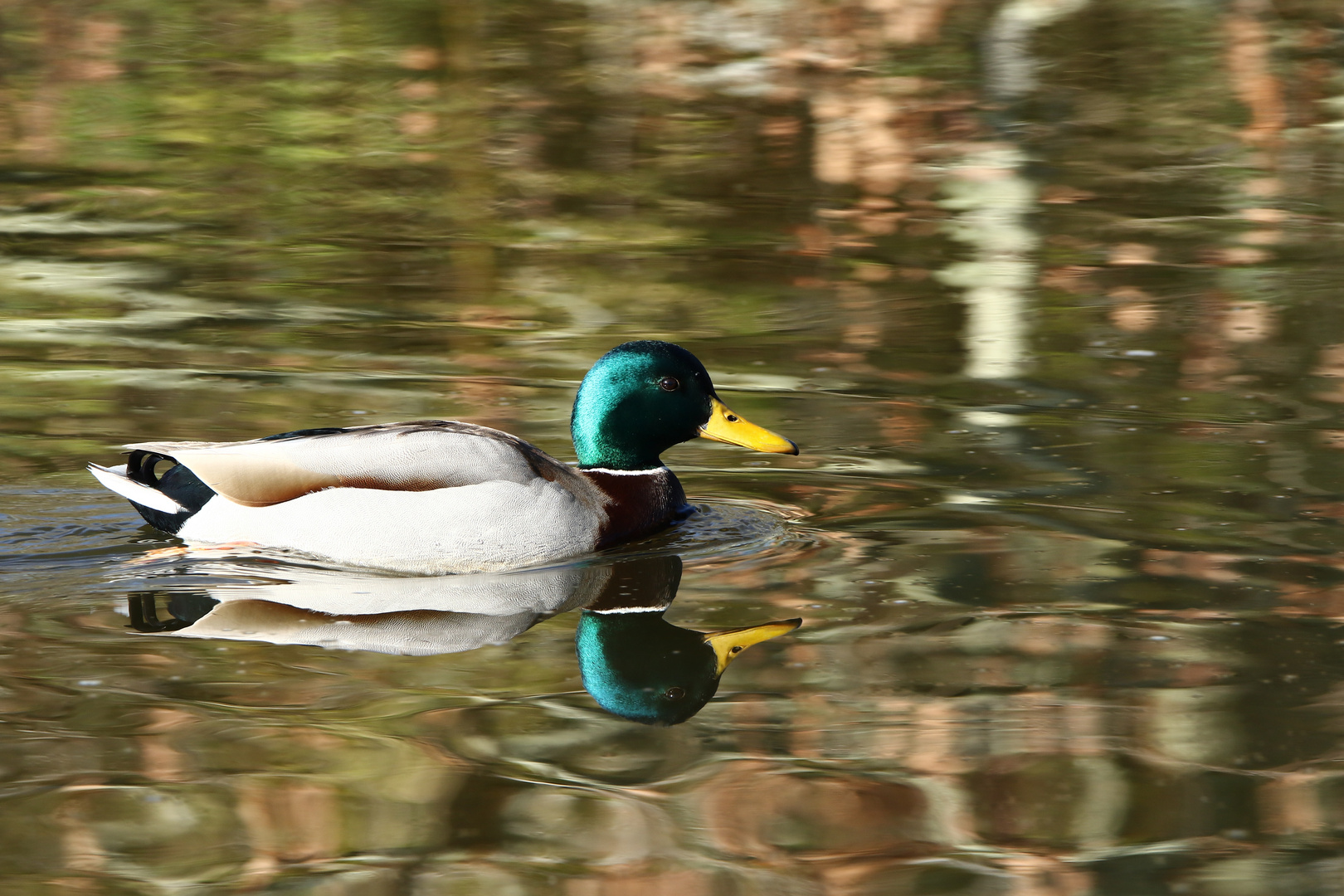 le colvert !