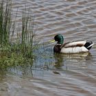 le colvert en balade !