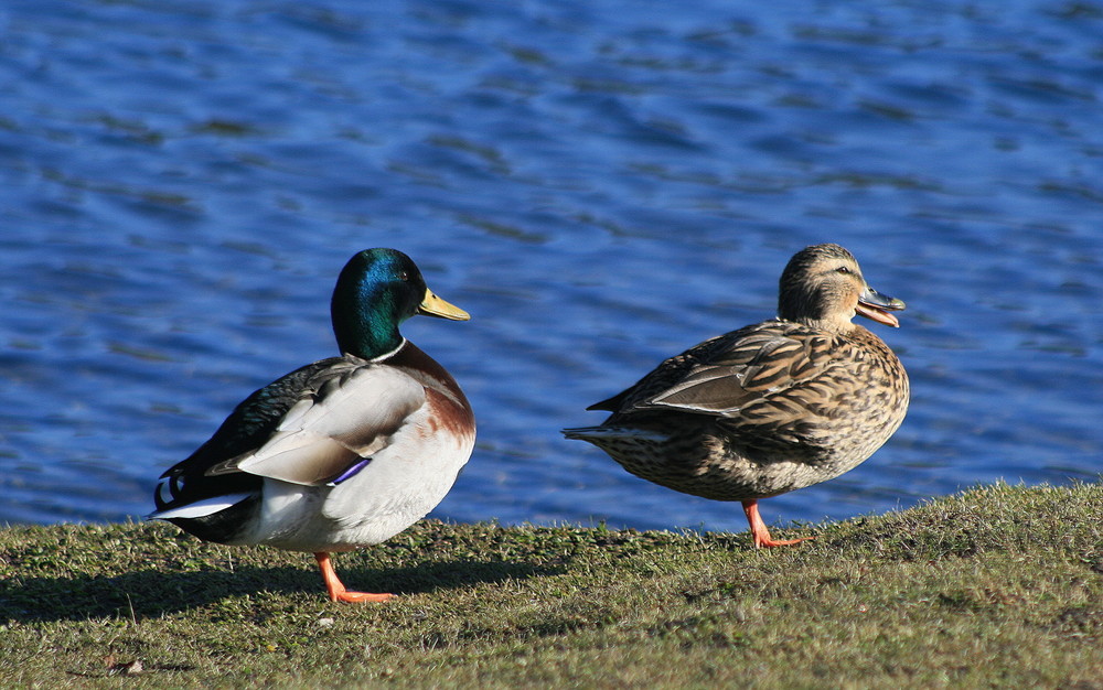 le colvert et sa femelle