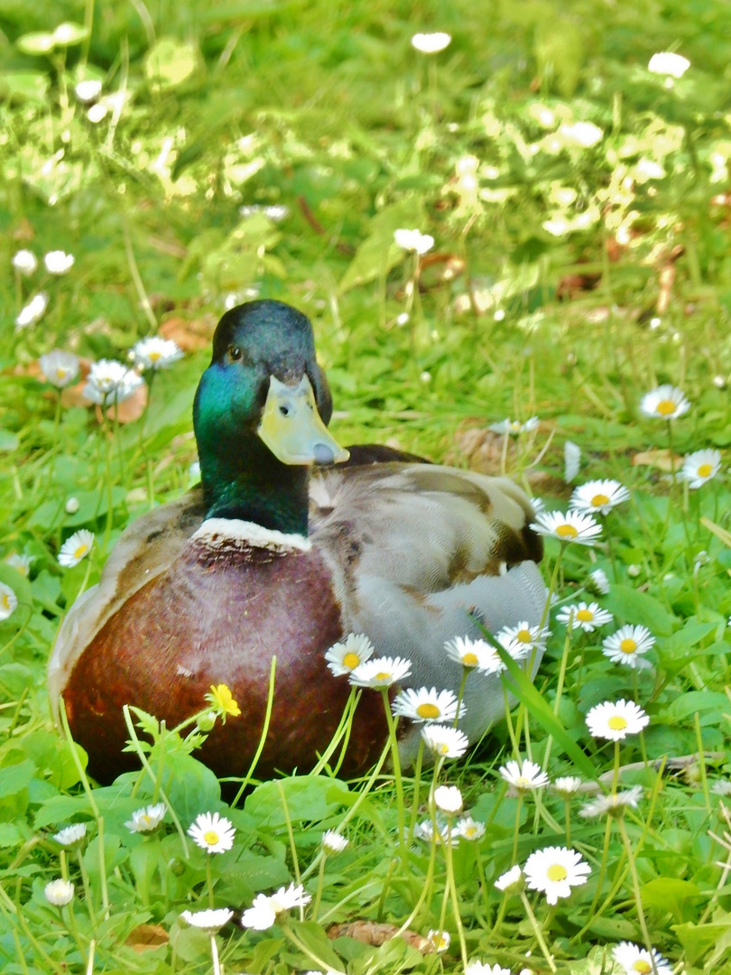 Le colvert fleuri