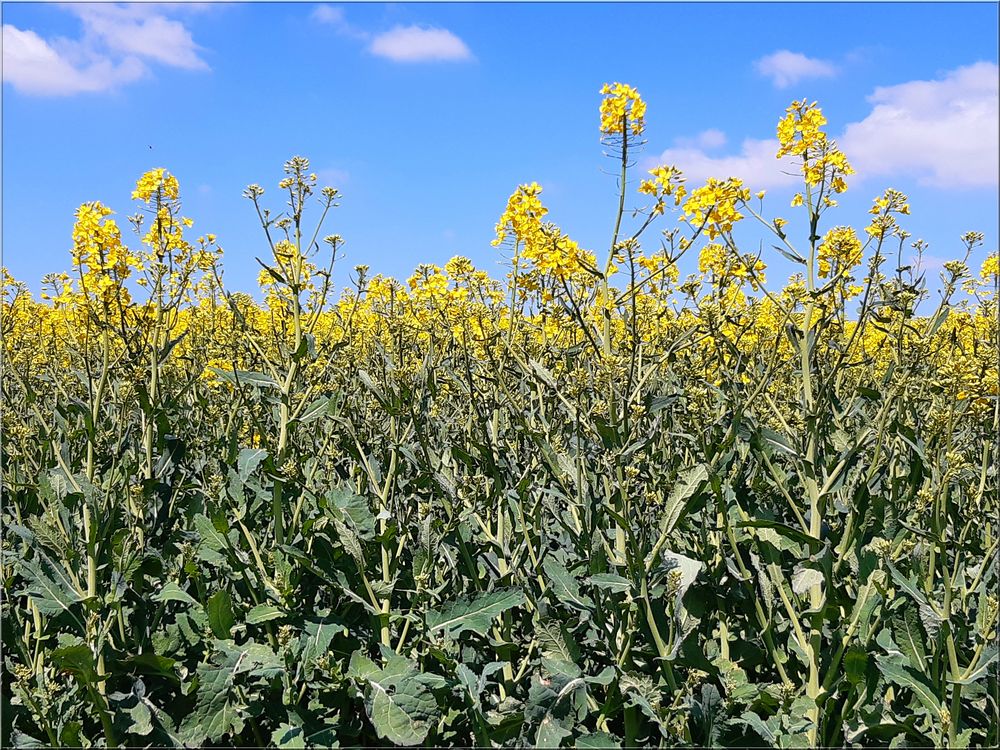 ..Le colza en pleine floraison..