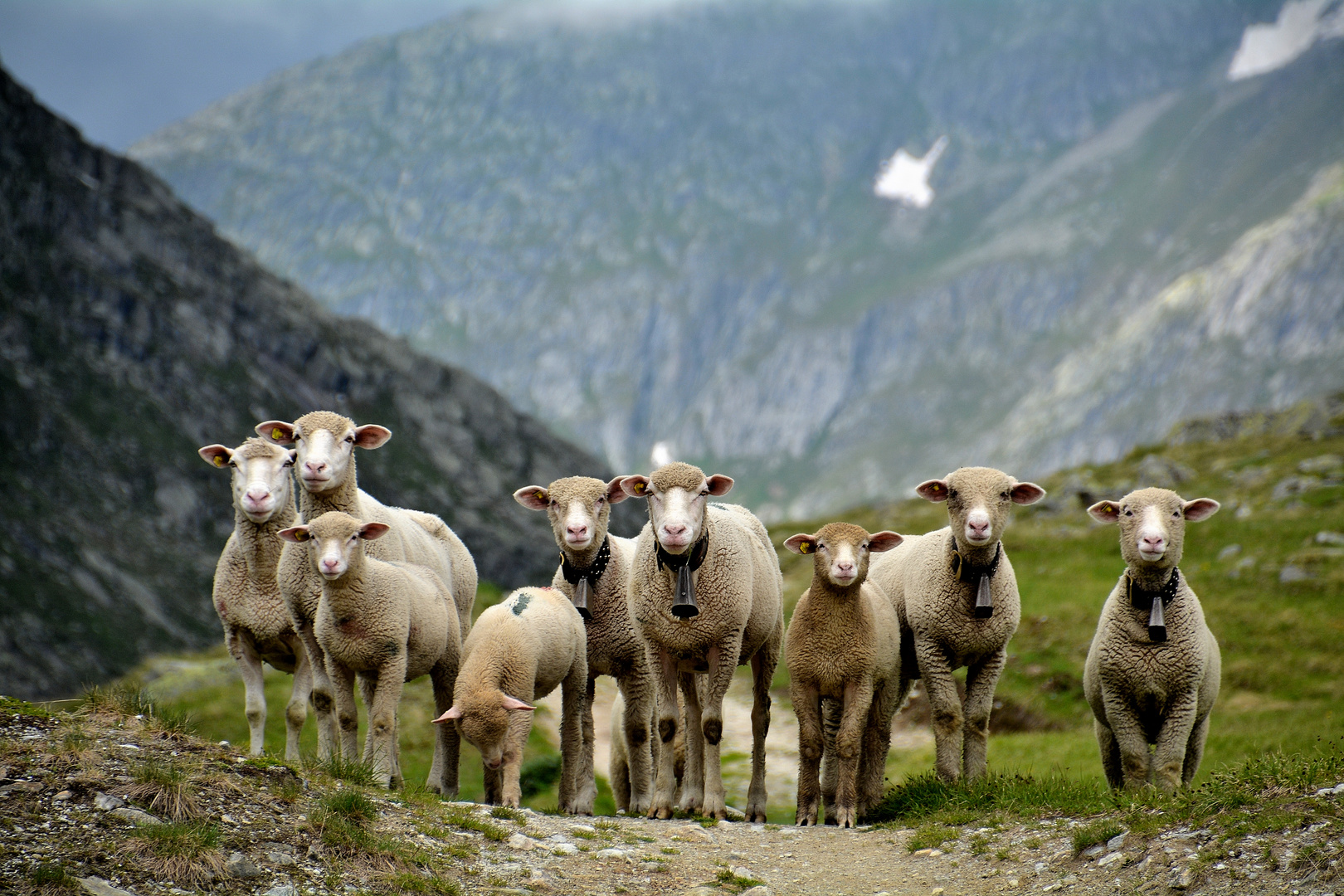 le comité d'accueil à 2300 mètres d'altitude (suisse)