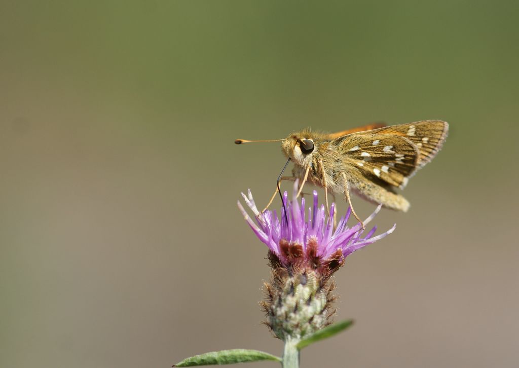 LE COMMA ( HESPERIA COMMA)