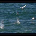 " Le concours de pêche et de plongeons des sternes en plein travail "