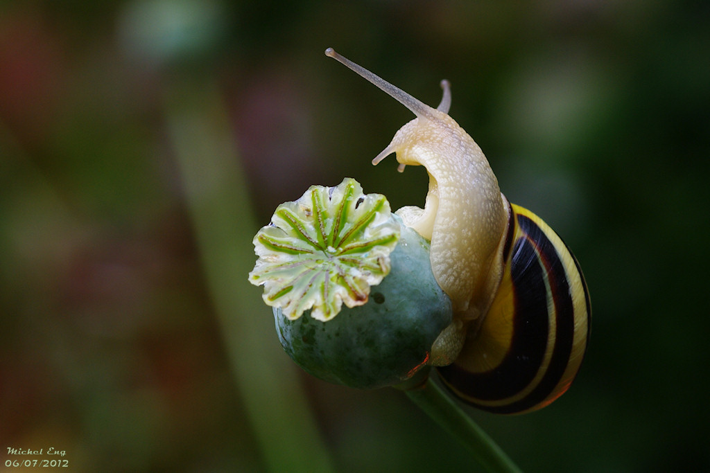 Le contorsioniste du jardin