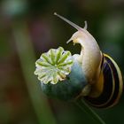 Le contorsioniste du jardin