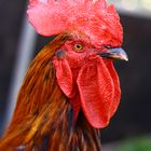 Le coq