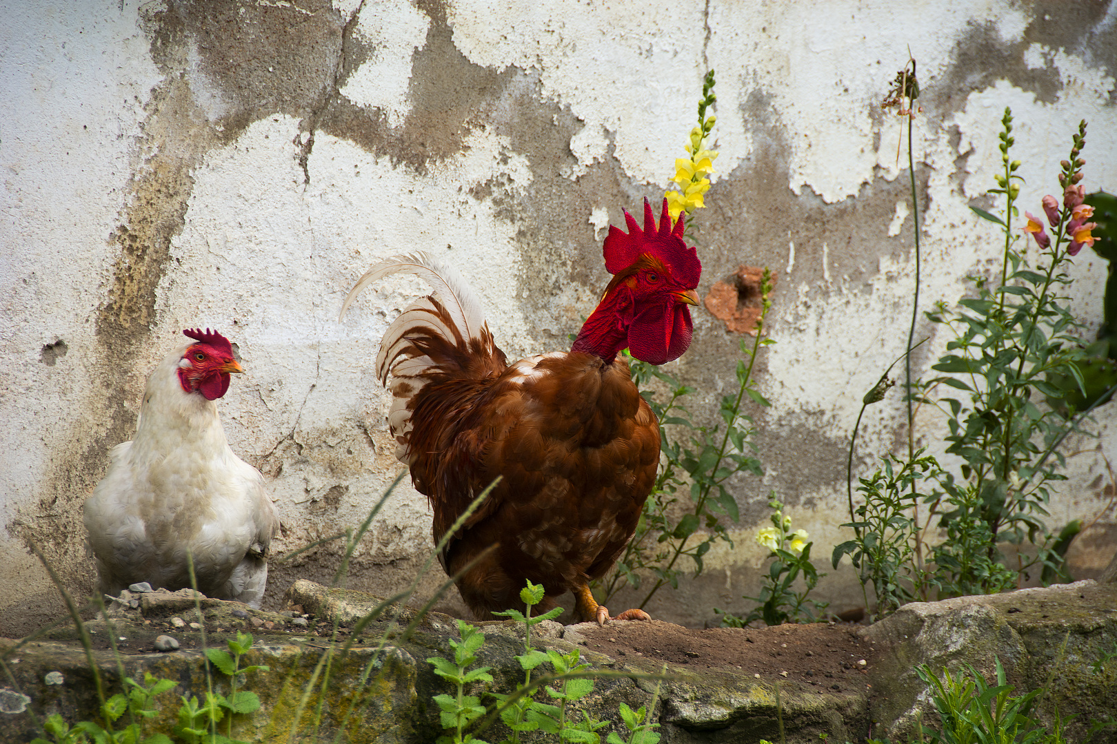 Le coq basque