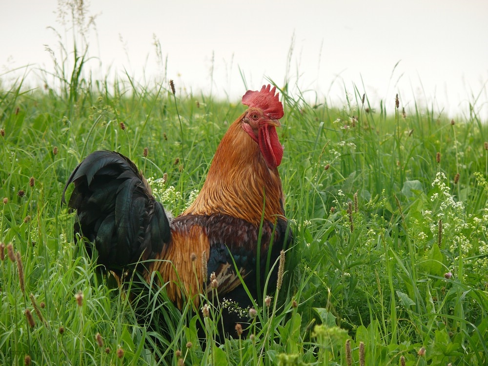 le coq de Bauernhof :D